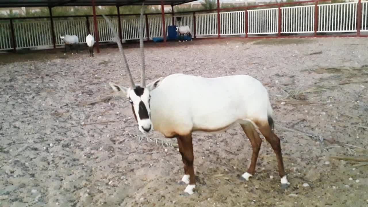 Animals videos daily