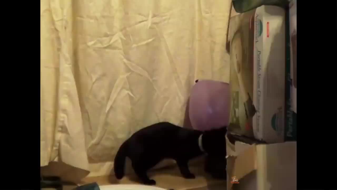 Cat Reaction to Playing Balloon - Funny Cat Balloon Reaction Compilation