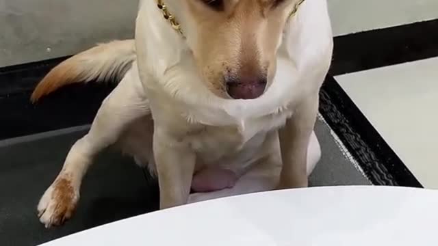 Try not to laugh with this dog so cute and funny dog