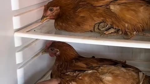 You didn't freeze the chicken in the refrigerator correctly, here's why