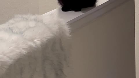 Adopting a Cat from a Shelter Vlog - Precious Piper Sits on Ledge Next to the Stairs #shorts