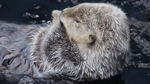 Funny animals , Creative