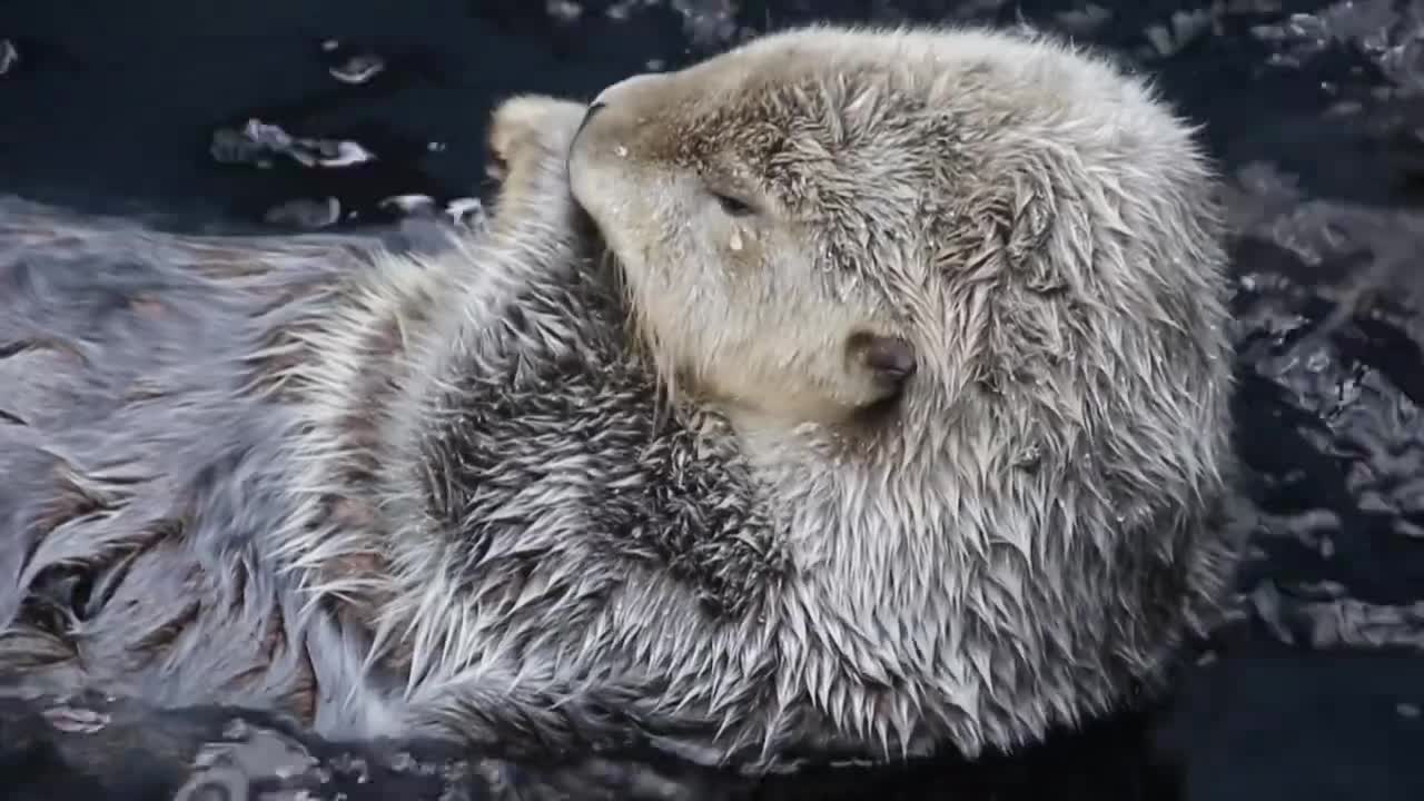 Funny animals , Creative