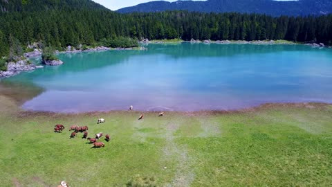 Horses graze on green field.Lake Lago di Fusine Superiore Italy Alps. Aerial FPV drone flights