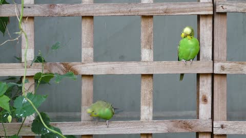 A parrot playing with plant leaves