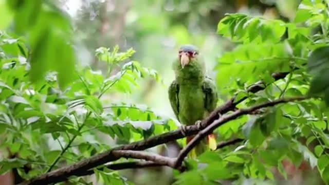 Funny parrots, the beauty and splendor of birds, flowers and music