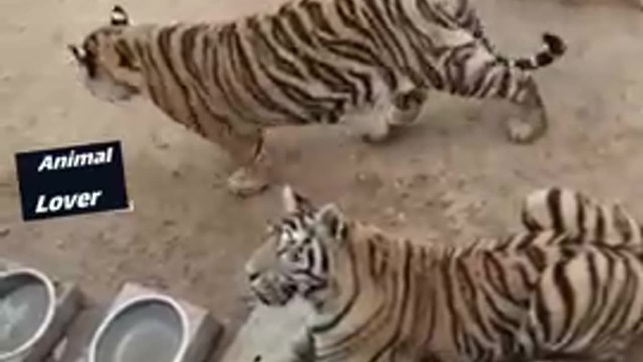 Funny Animals Videos