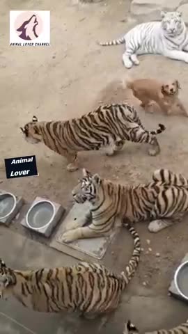 Funny Animals Videos