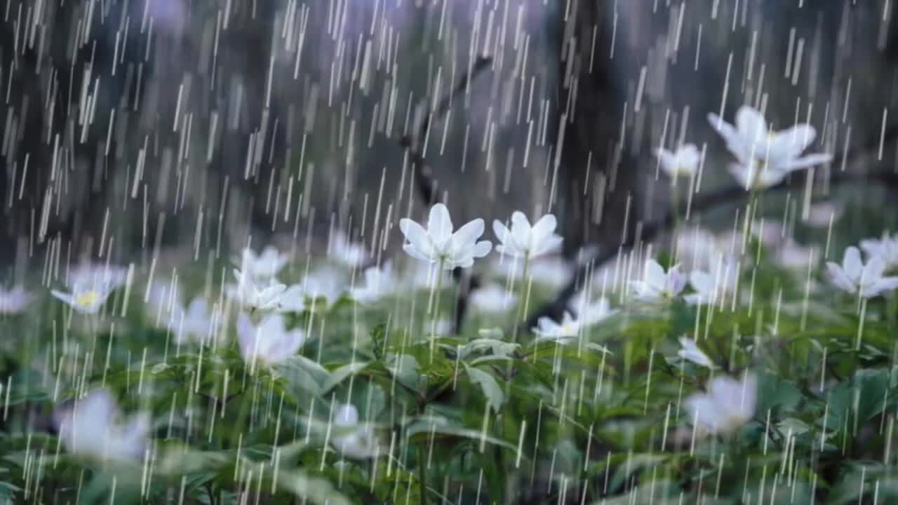 Raining with smooth sound, Law of attraction, Meditation, stress release, fast sleep