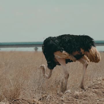 Ostrich video ll Epic Fail ll