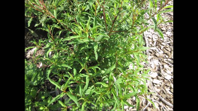 Lightly Spicy Fireweed September 2021