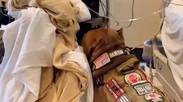 Loyal dog