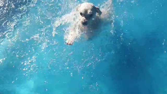 Is it swimming? Is it a walk?