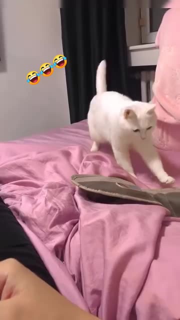 Cat dancing with music 🎶