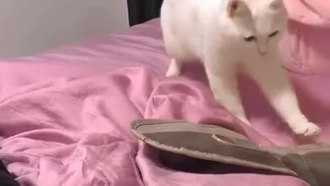 Cat dancing with music 🎶