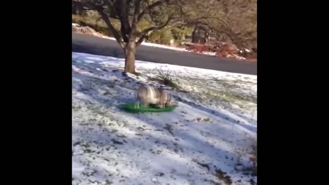 Dog fun😍😍