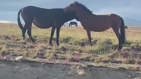 Horse love