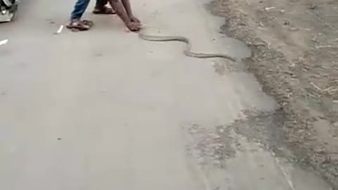 Snake attacked bikers..