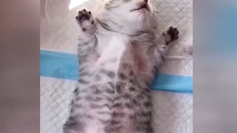 The kitten who just opened his eyes saw this beautiful world for the first time