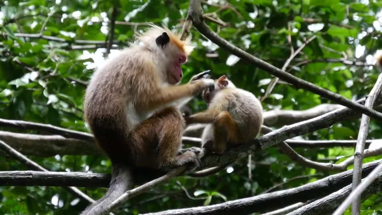 Mother and baby monkey in the forest