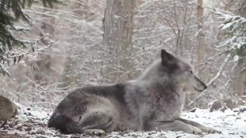 Grey wolf howls and gets response from the entire forest