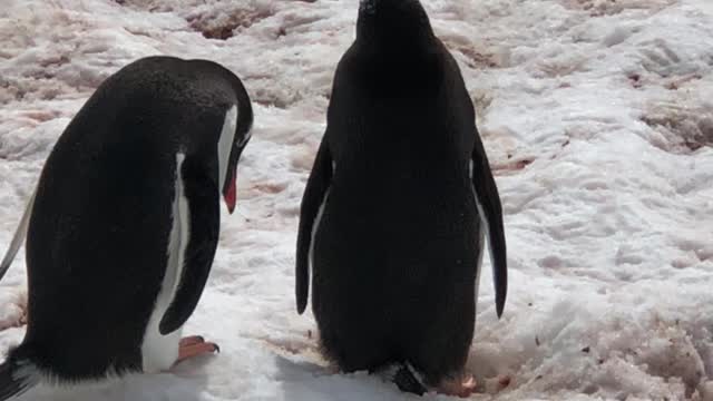 Penguin Argument