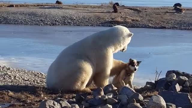 This polar bear petting a Dog