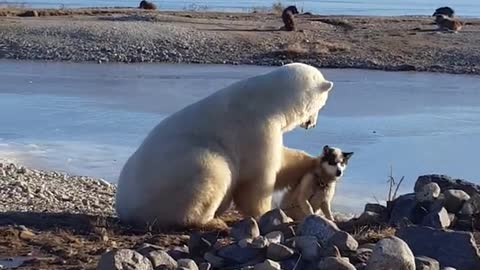 This polar bear petting a Dog