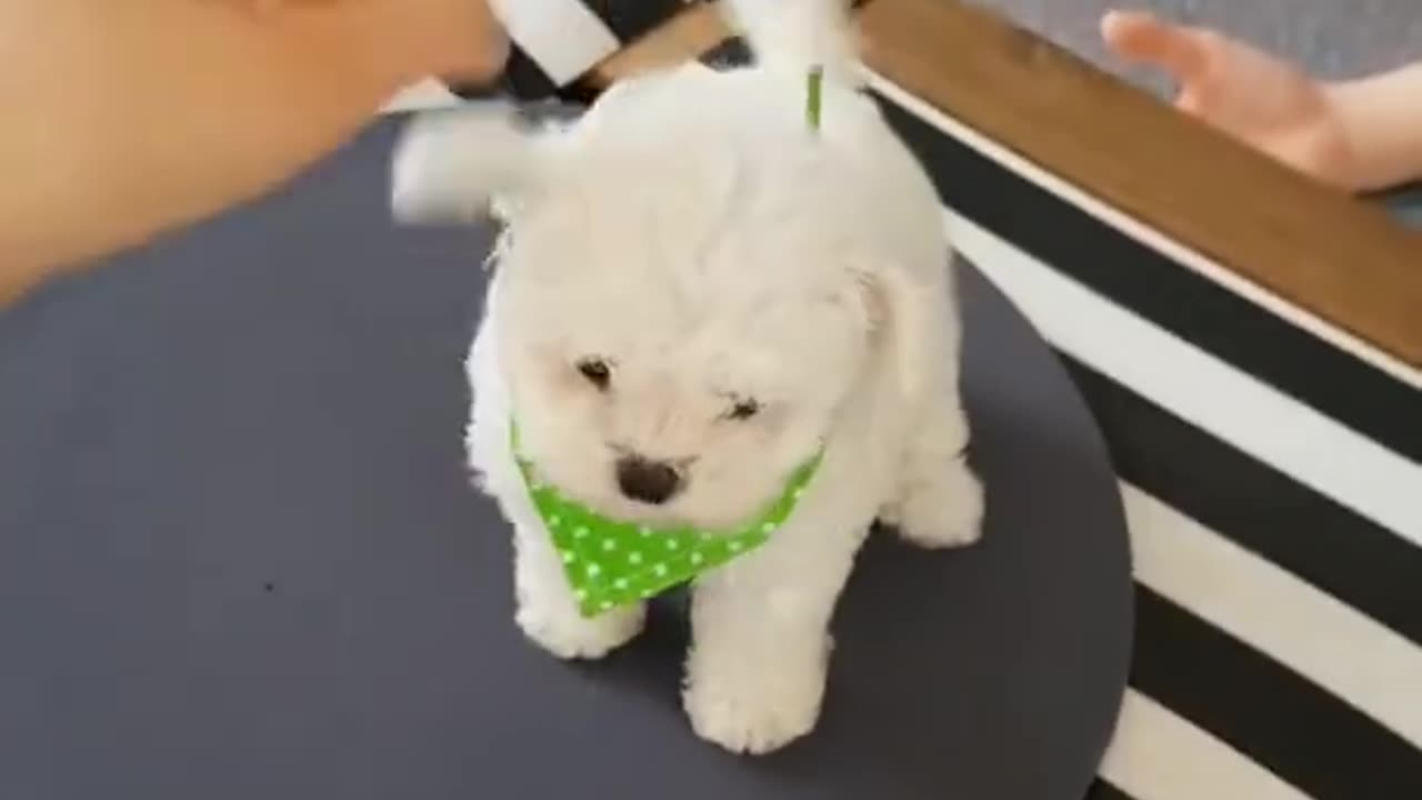 Funny animal videos dogs Bichon frise🐕🐶 Cute Puppies😍 #26 #shorts