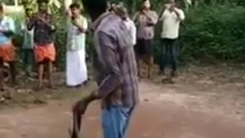 Snake king Cobra Catching