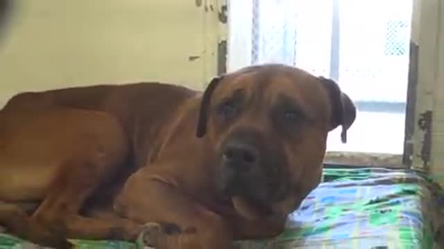Dog can’t stop crying he’s been abandoned at the animal shelter!