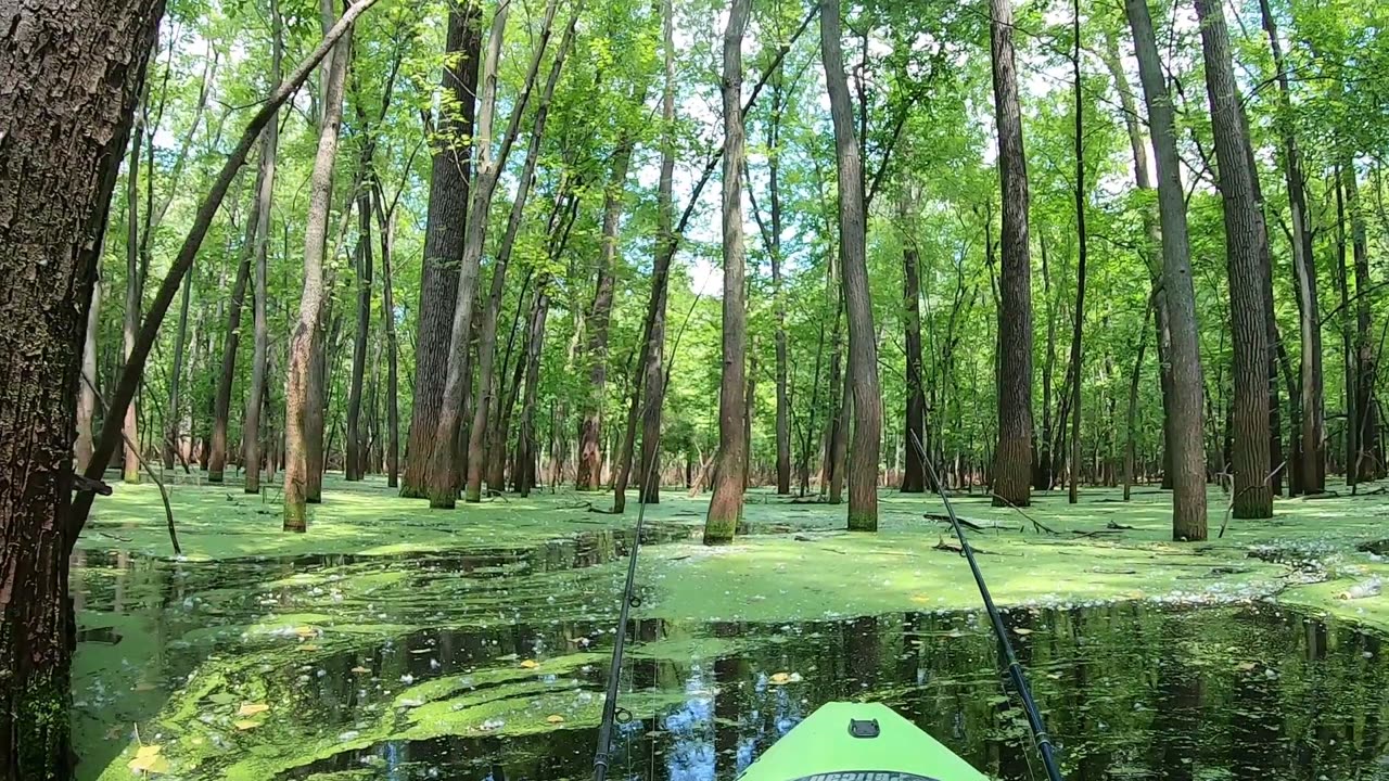 Kayaking a Flooded Forest