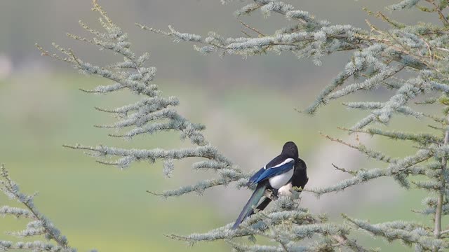 Elster bird kissing cute slow motion and feeding