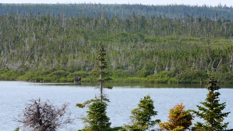 A moose in the distance walking in lake