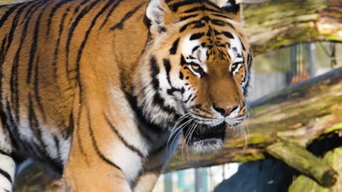 Tiger walk