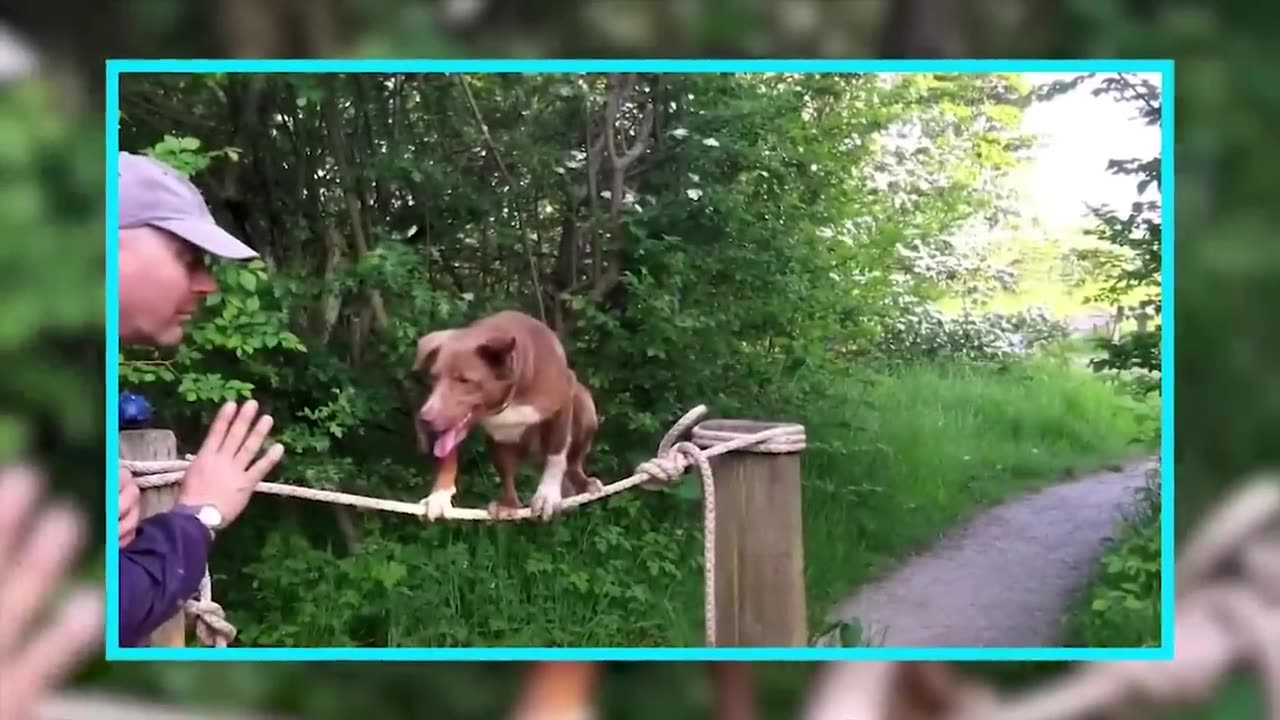 Dogs training in fun way