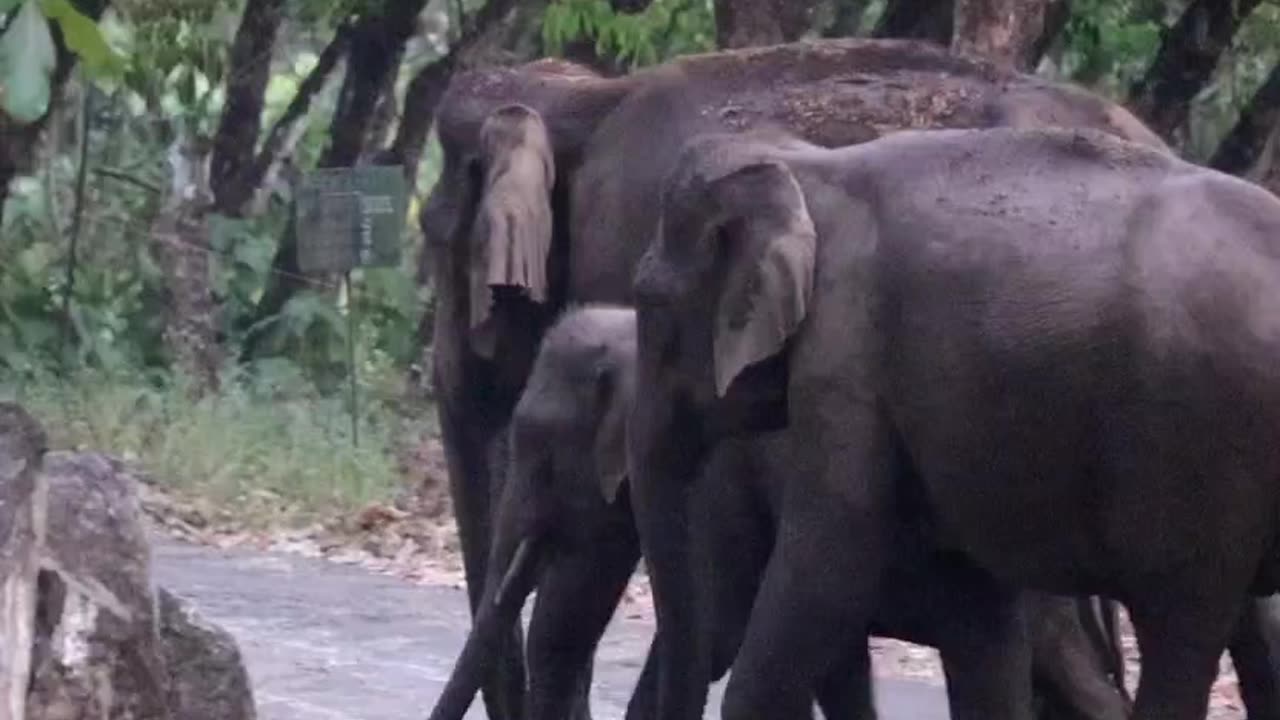 ELEPHANTS Vettilappara-Ezhattumugham road- Today evening