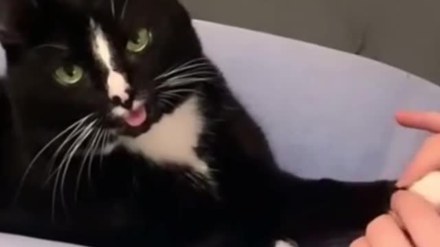 Cute cat's enlightenment