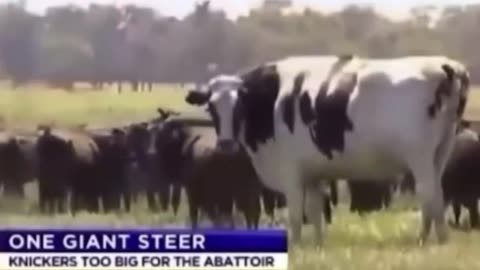 Cow As Tall As Jordan