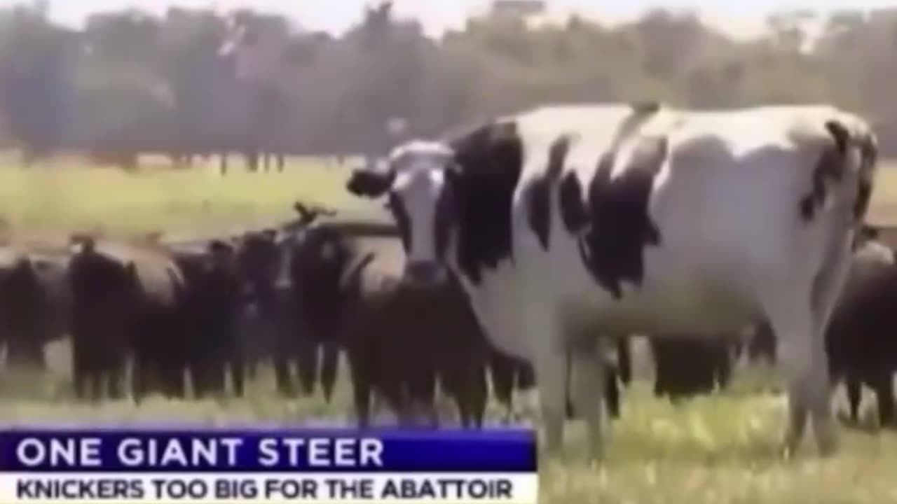 Cow As Tall As Jordan