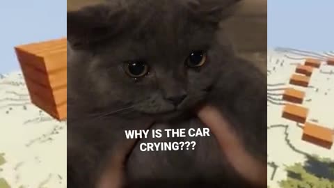 Who Made The Cat Crying😢