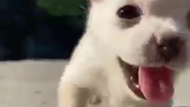 Funny Animal Videos - Awesome Funny Pet Animals | Cute Animals | Super Funny Dog Videos