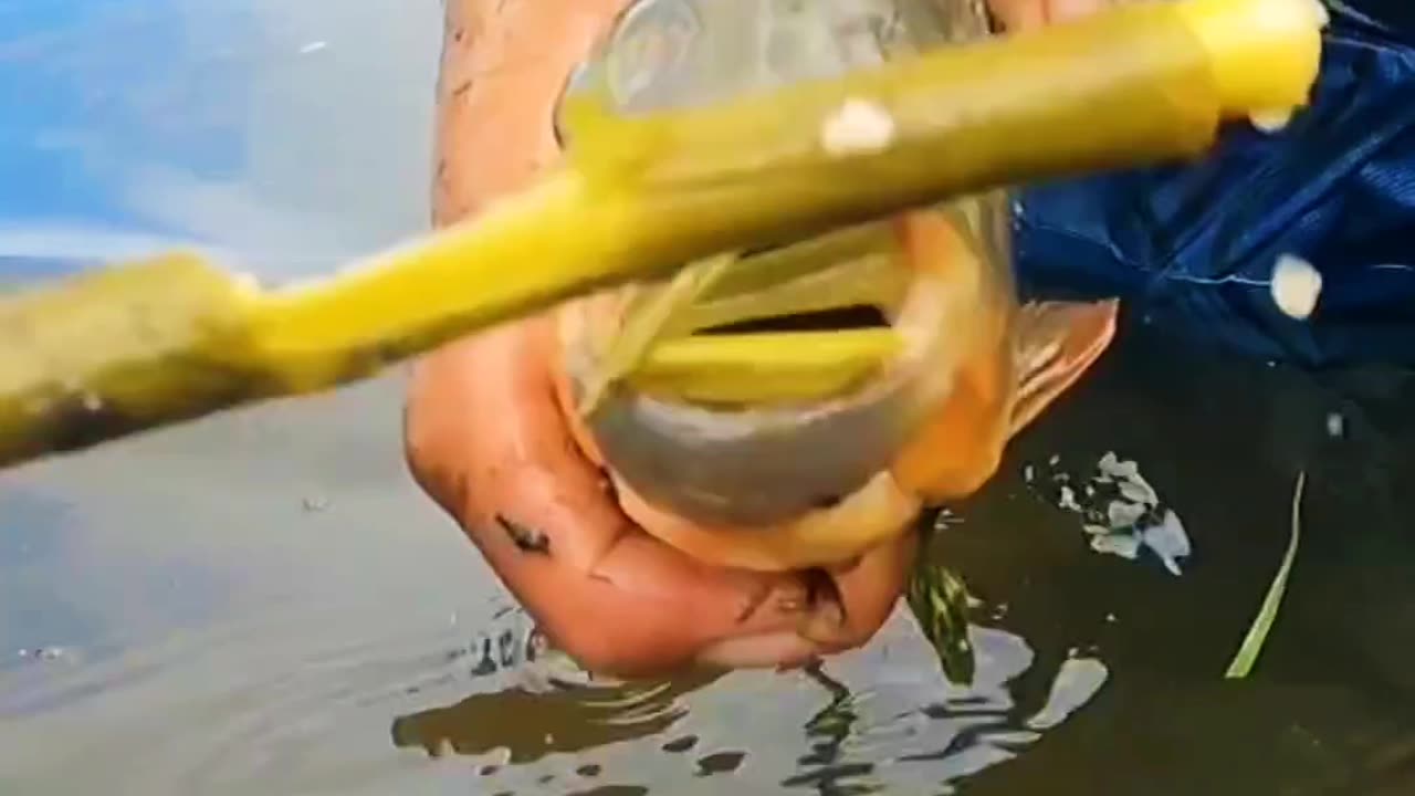 PIRANHA FISH CUTTING POWER😳