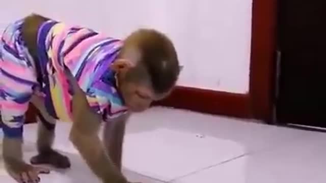 Funny monkey vs Cat