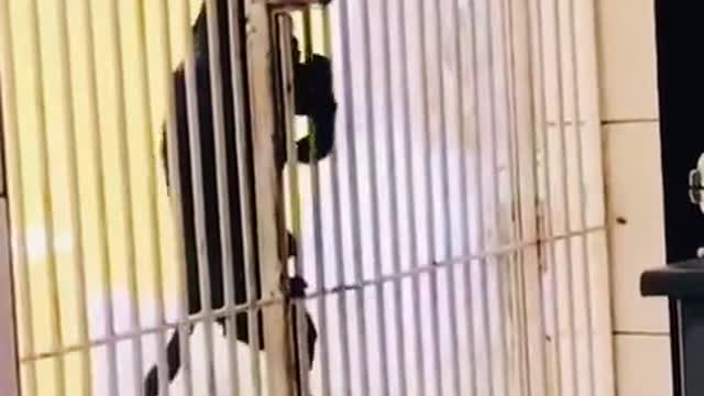 Another Great Escape...WOOF