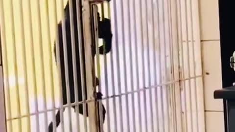 Another Great Escape...WOOF