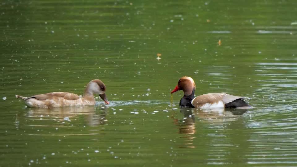 A pair of mandarin ducks