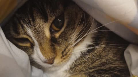 Me cat lol