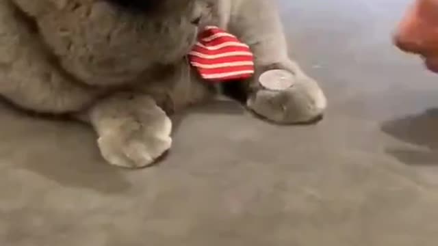 Cat flipping a coin