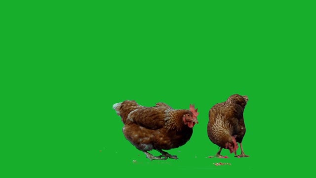 Chickens eating with green background